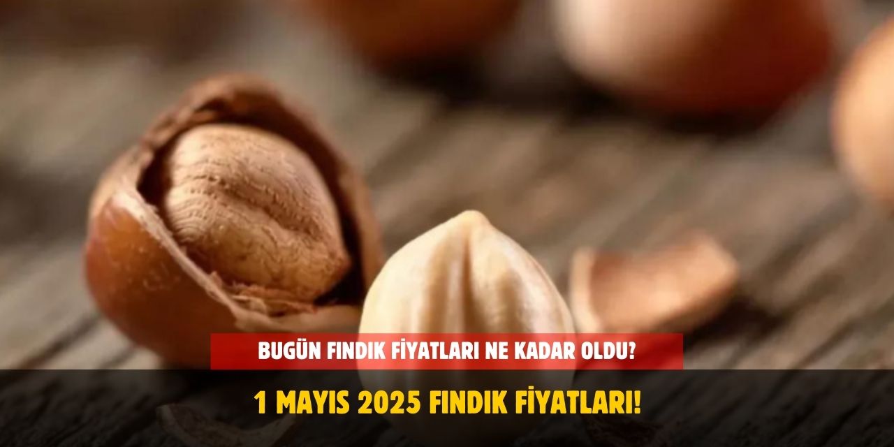 1 Mayıs 2025 Fındık Fiyatları! Ordu, Giresun, Sakarya, Rize ve Samsun'da Fındık Fiyatları