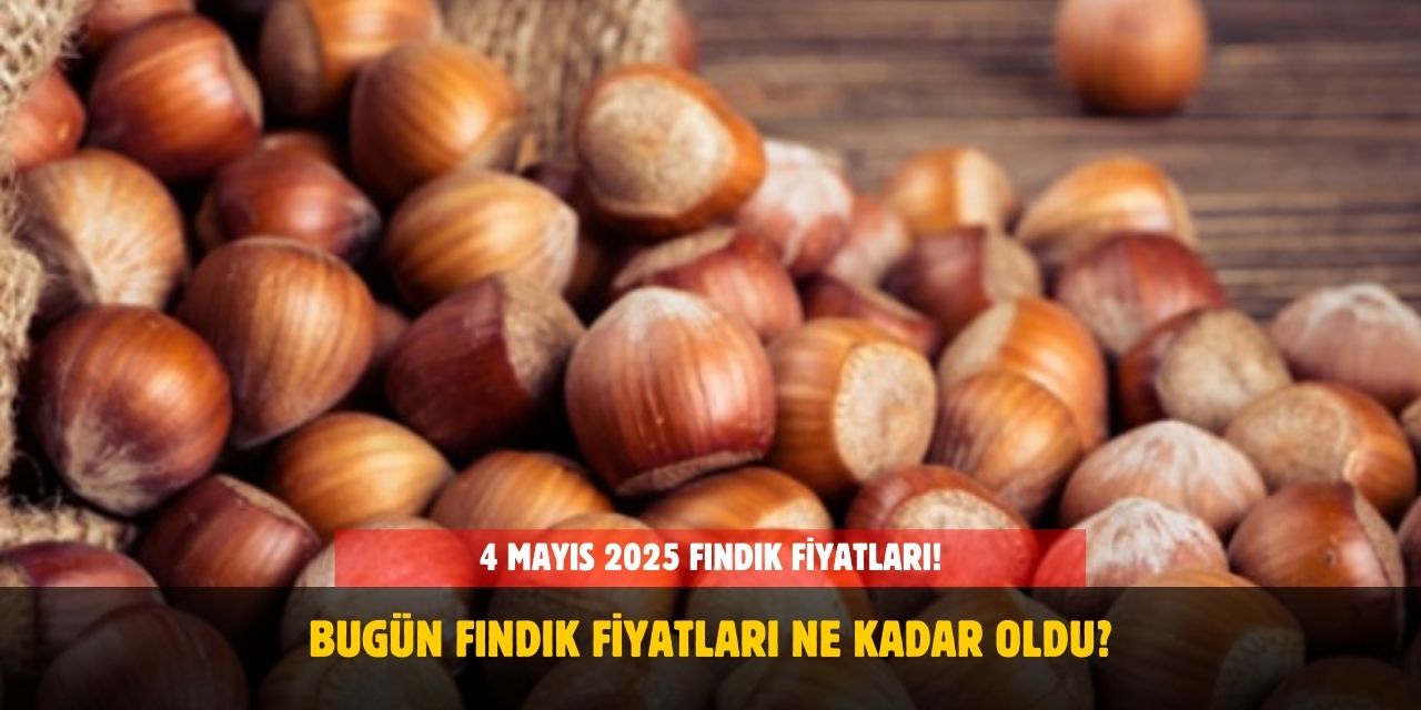4 Mayıs 2025 Fındık Fiyatları! Samsun, Giresun, Ordu, Sakarya Fındık Fiyatları